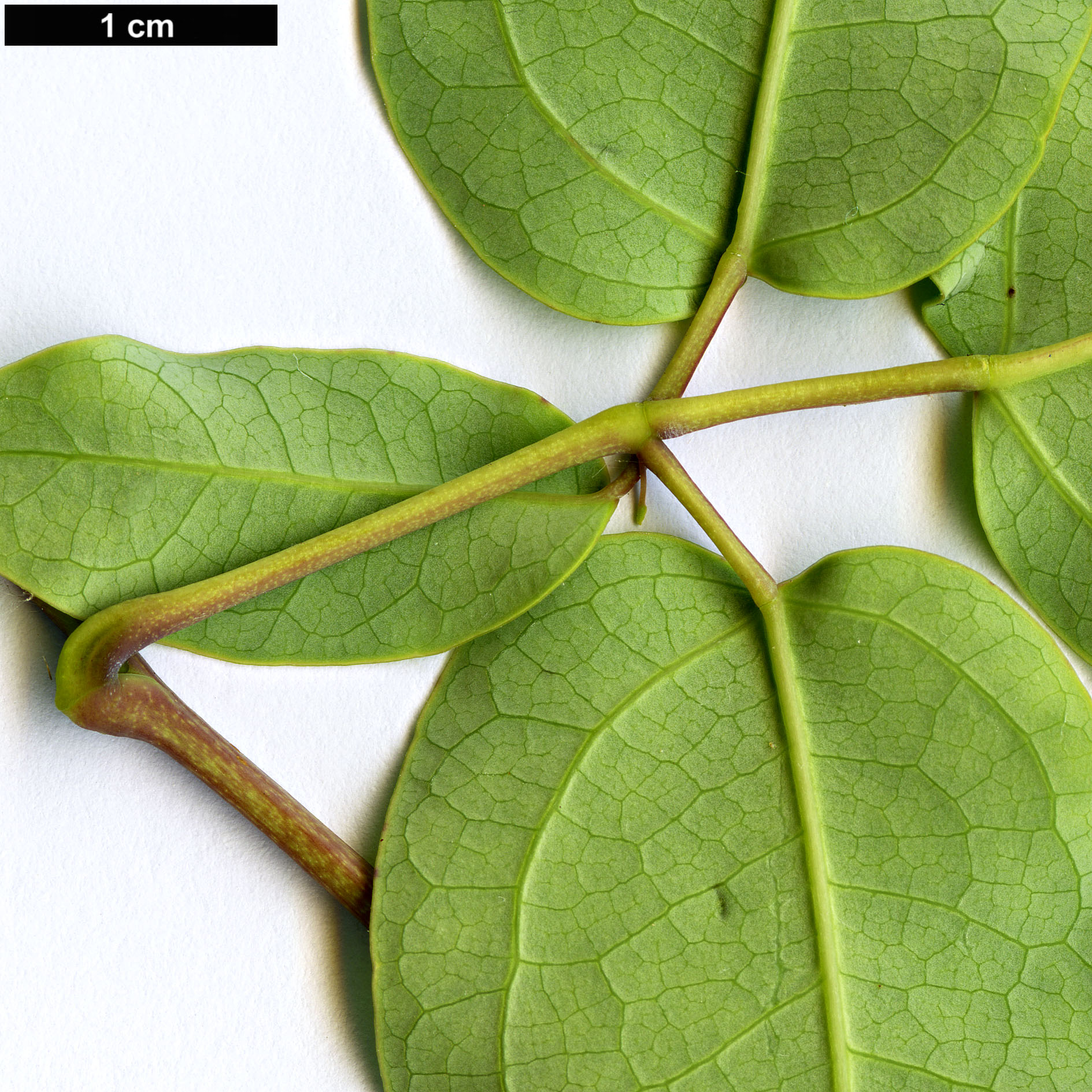 High resolution image: Family: Lardizabalaceae - Genus: Stauntonia - Taxon: aff. medogensis